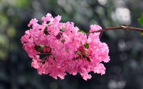 艳丽紫薇花高清壁纸桌面