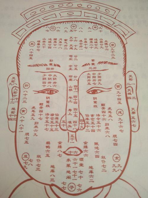 人体面相五官图解图片