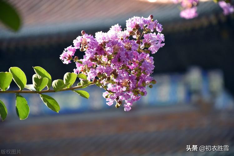 真正将紫微官职和紫薇花联系起来的,是唐朝白居易.