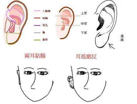 耳垂向上翘面相图片