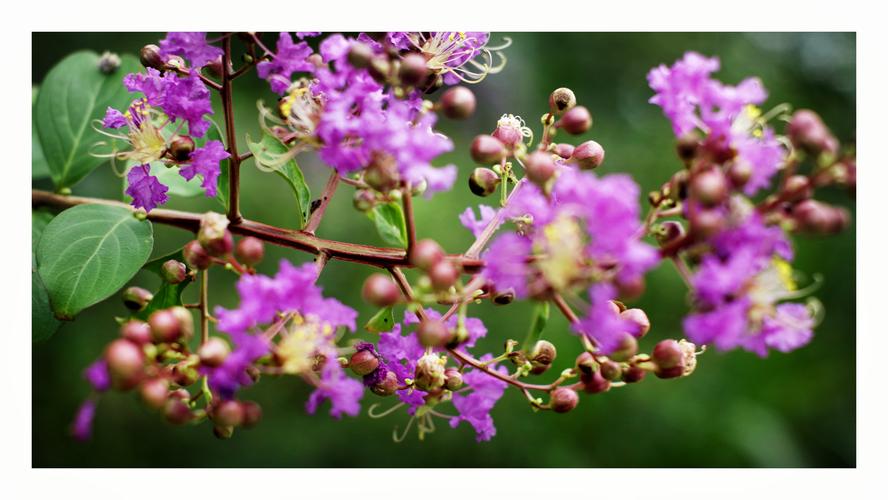 紫薇花对紫微翁,名目虽同貌不同.独占芳菲当夏景,不将颜色托春风. 2.