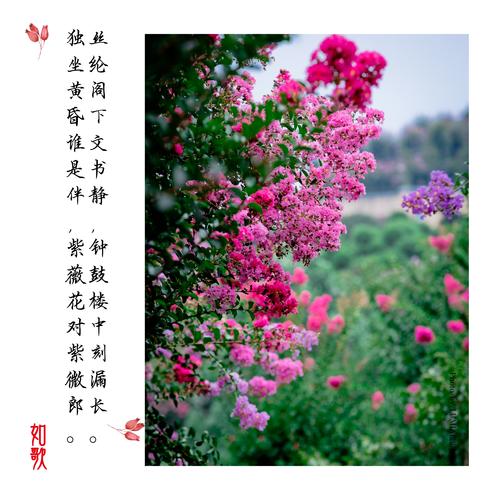 其它 咏紫薇 写美篇《紫薇花》 唐 : 白居易 紫薇花对紫微翁,名目虽同